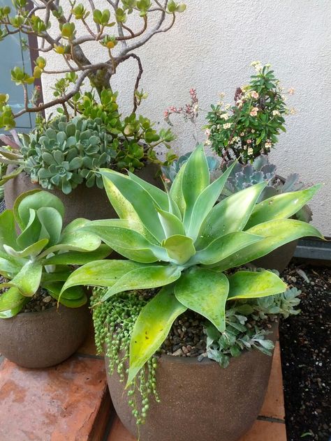 Potted Suculants for the pool area. Agave Potted Plant, Agave In Pots, Potted Succulents Outdoor, Pool Planters, Succulent Outdoor, Succulent Photography, Pool Plants, Landscaping On A Hill, Deck Planters