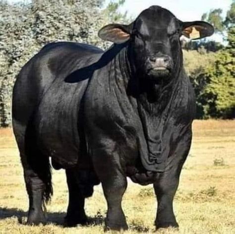 Angus Bull, Bull Images, Breeds Of Cows, Bucking Bulls, Dairy Cattle, Bull Cow, Cow Pictures, Beef Cattle, Cattle Farming