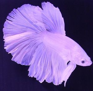 Betta Breeders White Halfmoon Pair Male and Female Live Fish Siamese Fish, Purple Fish, Betta Fish Types, Betta Aquarium, Betta Fish Care, Pretty Fish, Betta Fish Tank, Beta Fish, Carpe Koi