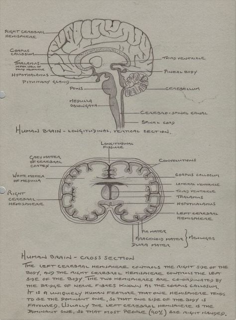 Hypothalamus Notes, Psychology Brain Structure, Structure Of The Brain, Brain Structure Anatomy, Human Brain Notes, Brain Structure Diagram, Structure Of Human Brain, Structure Of Brain, Brain Notes