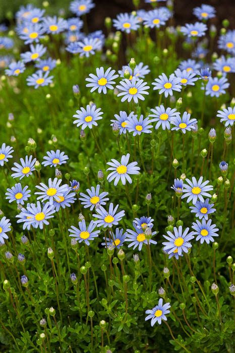 Felicia amelloides Felicia Amelloides, Blue Daisies, Watercolor Tattoo Flower, Australian Plants, Cottage Garden Design, Australian Native Plants, Floating Flowers, Flower Landscape, Blue Garden