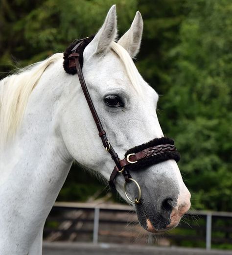 Sanne Vereide on Instagram: “A combined bridle/sidepull, with D-rings on the noseband for extra reins ✨Leather in dark brown with golden rings and buckles, braiding and…” Golden Rings, Horse Bridle, Horse Gear, Bridles, Horse Bits, Golden Ring, Horse Training, D Rings, Pretty Horses