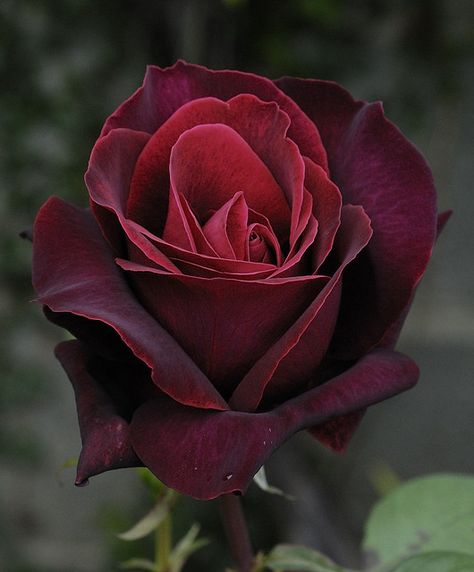 deep secret rose | Deep Secret | To my opinion by much better than the equally ... Hybrid Tea Rose, Single Red Rose, Rose Belle, Have Inspiration, Hybrid Tea Roses, Rose Photos, Beautiful Rose Flowers, Love Rose, Tea Roses