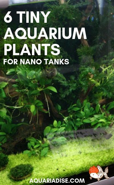 Live Plants Fish Tank, Small Freshwater Aquarium, Aquarium Grass Plants, Mini Shrimp Tank, 5 Gallon Planted Tank, Small Planted Tank, Small Planted Aquarium, Easy Aquarium Plants, Planted Nano Tank