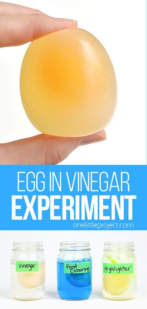 Egg Experiments For Kids, Preschool Experiments, Bouncy Egg Experiment, Egg Science Experiment, Flower Experiment, Egg In Vinegar, Egg Science, Egg Experiment, Bouncy Egg