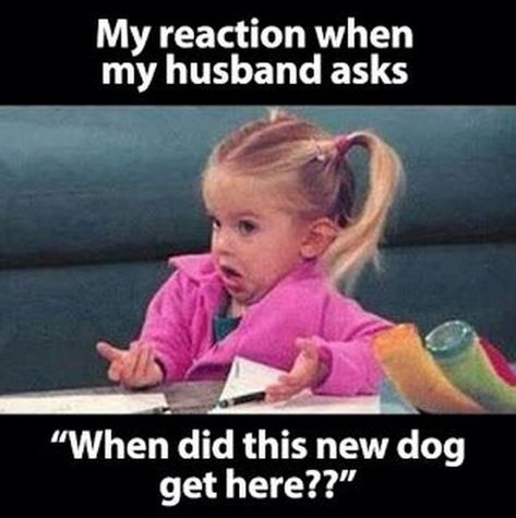 "My reaction when my husband asks 'When did this new dog get here??'" Latino Memes, Husband Meme, Dental Fun, Funny Quotes For Kids, Dental Humor, Funny Dog Memes, Marriage Humor, In Memes, Marriage Life