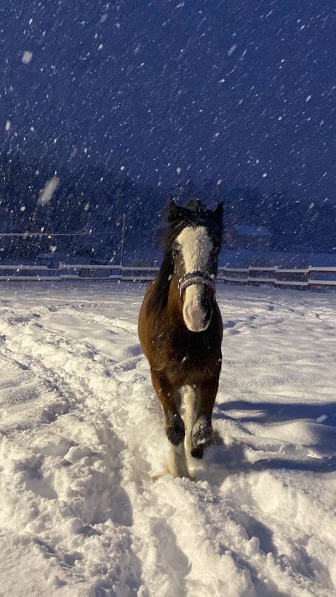 Horse Snow Aesthetic, Snow Horse Aesthetic, Horse Pictures Aesthetic, Horse Winter Aesthetic, Winter Horse Aesthetic, Horses Astethic, Horse Asethic, Snow Fall Aesthetic, Like Snow We Fall