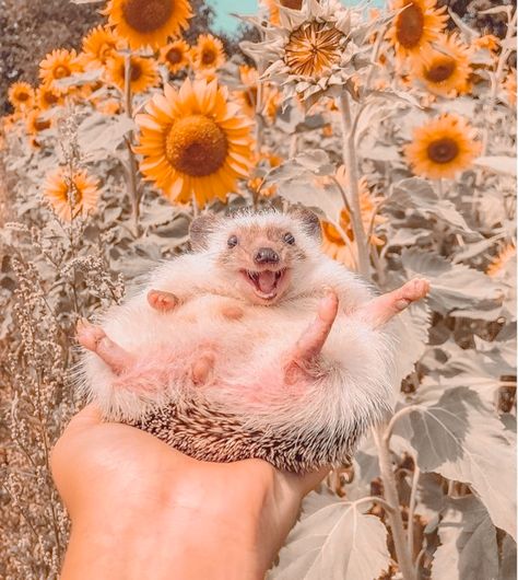 Flowers and Hedgehogs Being Happy Aesthetic, Happy Hedgehog, Perfect Days, Hedgehog Pet, A Hedgehog, Baby Animals Pictures, Cute Hedgehog, Super Cute Animals