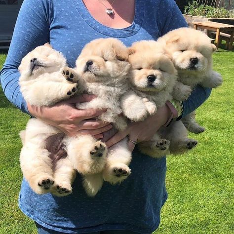 Chow Chow Puppies, Perros Chow Chow, Chow Puppies, Chow Chow Puppy, Chow Chow Dogs, Cute Animals Puppies, Very Cute Dogs, Dream Dog