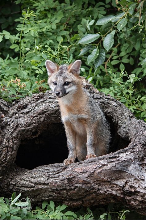 Tree stump den. Fox Kit, Fox Den, Grey Fox, Tree Stump, Fairy Land, Endangered Species, Reference Images, Wild Animals, Animals Beautiful