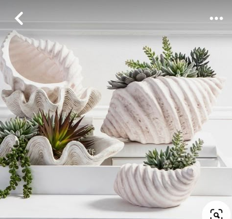 River Plants, Beach Style Decor, Beach Style Decorating, Giant Clam, Teacup Crafts, Shell Planter, Shell Bowl, Art Coquillage, Decor Plants