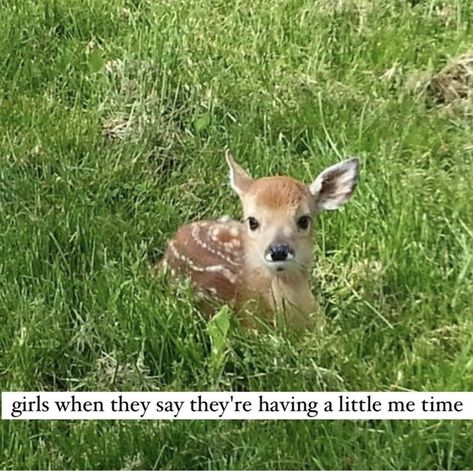 #girlblog #girlblogger #affirmations #pinkpilatesprincess #angelcore #2013tumblr #softgrunge #pauvreoison Deers In The Forest, Key Deer, Marion Ohio, Small Deer, Oh Deer, Silly Animals, Baby Deer, Cute Wild Animals, Woodland Creatures