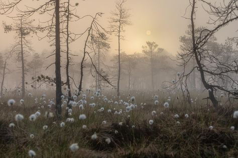 #fog #nature #comforting #autumn #fall #darkaesthetics Macarons Cake, Nature Aesthetic, Autumn Fall, Aesthetic Photo, Mother Earth, Kale, Mother Nature, Macarons, Aesthetic Pictures