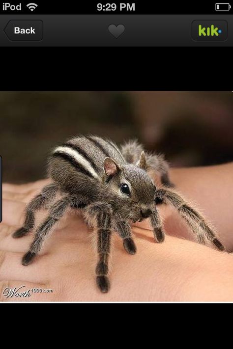 Cool squirrel spider thingy!! Animal Mashups, Photoshopped Animals, Funny Artwork, Fun Facts About Animals, Funny Photoshop, Fake Animals, Parallel Universe, Animal Facts, Weird Animals