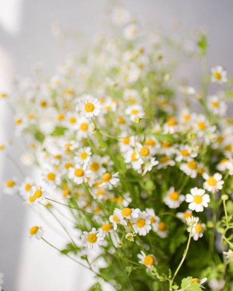 Feverfew Flower, Ontario Wildflowers, Tiny Daisies, Floral Recipes, Yellow Wild Flowers, Common Wildflowers, Cosmic Design, July Flowers, Prairie Garden