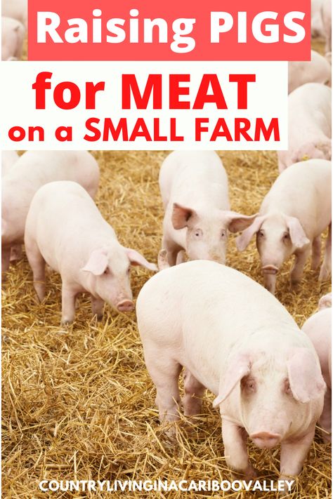 Raising Animals For Meat, Raising Meat Pigs, Butchering Pigs At Home, Cow Pens Ideas, Kune Kune Pigs For Meat, Raising Pigs For Meat Small Farm, Hog Pen Ideas How To Build, Diy Pig Pen Ideas, Raising Cows For Meat