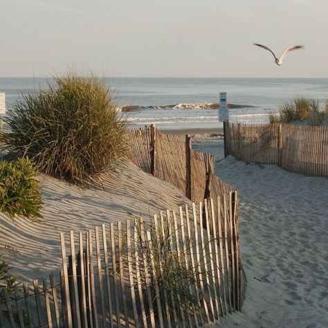 Summer I Turned Pretty Aesthetic, Kill Devil Hills Nc, Coastal Fall, The Summer I Turned Pretty, Sunny Beach, Reading A Book, Beach Reading, Homescreen Wallpaper, Blue Hydrangea