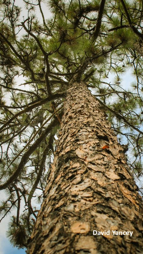 Turpentine Oil, Longleaf Pine, Tree Logs, Portfolio Project, Pine Trees Forest, Southern Pine, Spruce Tree, East Texas, Southern Gothic