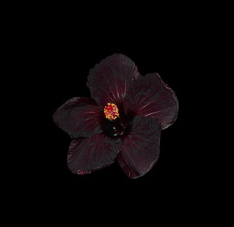 . Flowers Black Background, Flower Icons, Dark Flowers, Nothing But Flowers, Flowers Black, Flower Therapy, Nature Aesthetic, Love Flowers, Pretty Flowers