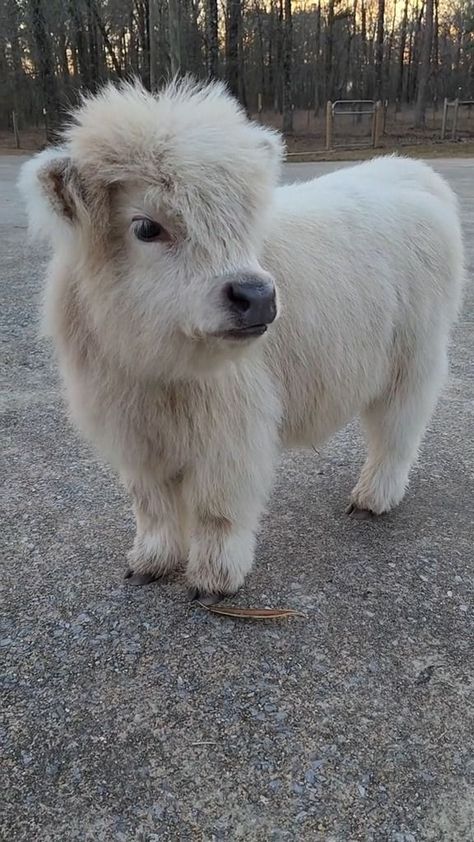 Cute Fluffy Puppies, Fluffy Cow, Pet Cows, Mini Cows, Baby Highland Cow, Fluffy Cows, Food Dog, Cute Cow