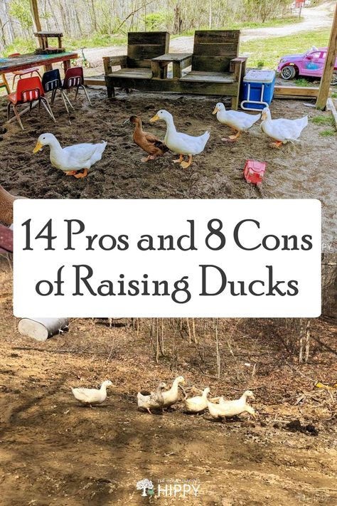 Ducks And Chickens Together, Duck Waterer, Ducks And Chickens, Keeping Ducks, Raising Meat Chickens, Chickens And Ducks, Chicken Roost, Backyard Ducks, Raising Pigs