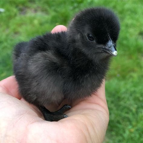 Hen Baby, Chicks Cute, Birds Cute, Duck From Chicken Little, Baby Chick, Black Chicken, Pet Chicken, Baby Chicken, Chicken Pet