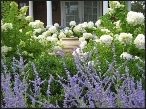 Boxwood, lavender and white hydrangeas Boxwood Landscaping, Hydrangea Landscaping, Russian Sage, Limelight Hydrangea, Hydrangea Garden, Kensington Gardens, Easy Landscaping, Front Landscaping, Traditional Garden