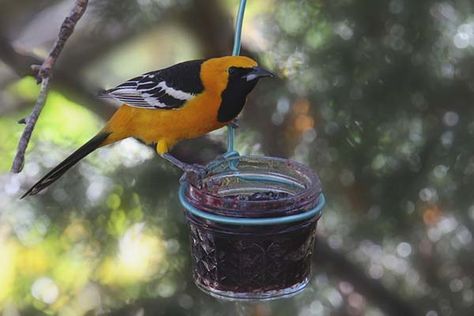 via @birdinformer Oriole Bird Feeders, Oriole Bird, Creating A Garden, Homemade Bird Houses, Bird Treats, Orange Wreath, Bird Bath Fountain, What Is A Bird, World Birds