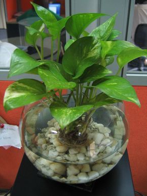 Fishbowl Plant Ideas, Water Plants Indoor Decor, Fish Bowl Ideas Decorations, Planted Fish Bowl, Fish Bowl Ideas, Water Plants Indoor, Plants Grown In Water, Tanaman Air, Indoor Water Garden