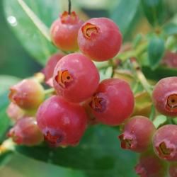 This item grows well in zones 4 - 8. View this product for details about its characteristics and for care and maintenance instructions. Pink Lemonade Blueberry, Highbush Blueberry, Blueberry Plant, Berry Plants, Pink Fruit, Blueberry Bushes, Foundation Planting, Fruit Plants, Best Fruits