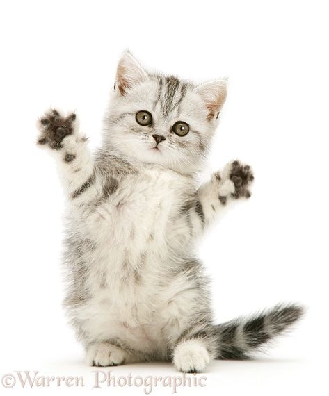 Kitty White Background, Cats White Background, Cat White Background, Cat On White Background, Silver Tabby Kitten, Photography Png, Cat References, Ugly Cat, Cat Jokes