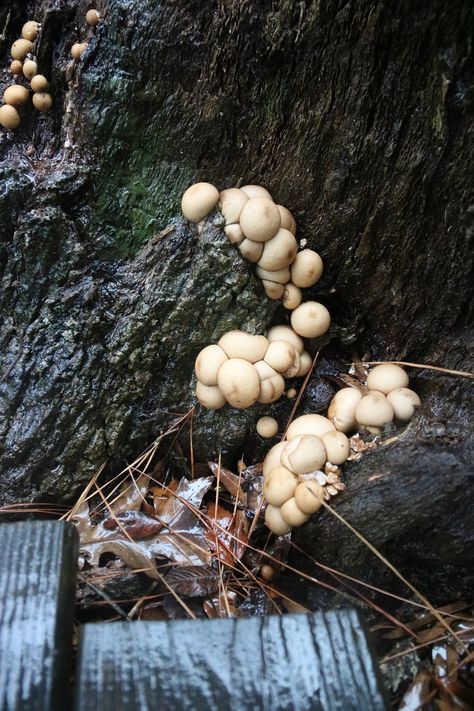 Mushroom Fungus Plant, #Mushroom, #Plant, #Fungus Mushroom Plant, Plant Fungus, Mushroom Fungi, Free Pictures, Free Photo, The Process, Free Photos, Stock Images Free, Stuffed Mushrooms