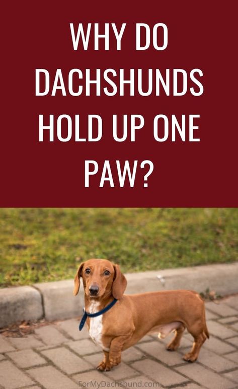 Potty Training Dachshunds, Fat Weiner Dog, Funny Dachshund Quotes, Daushound Puppies, Dauchand Puppy, Daushound Dogs, Dashund Dogs, Dachshunds Puppies, Miniature Dachshund Breeders