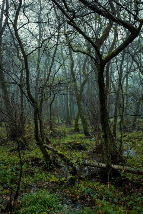 Peat Swamp Forest, English Forest Aesthetic, Swampy Forest, English Forest, Hunger Games Arena, Swamp Forest, Eerie Photography, Dead Forest, Dark Forest Aesthetic