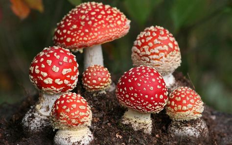 Mushroom Seeds, Mushroom Species, Poisonous Mushrooms, Red Mushrooms, Mushroom Magic, Mushroom Wallpaper, Mushroom Pictures, Amanita Muscaria, Happy Farm