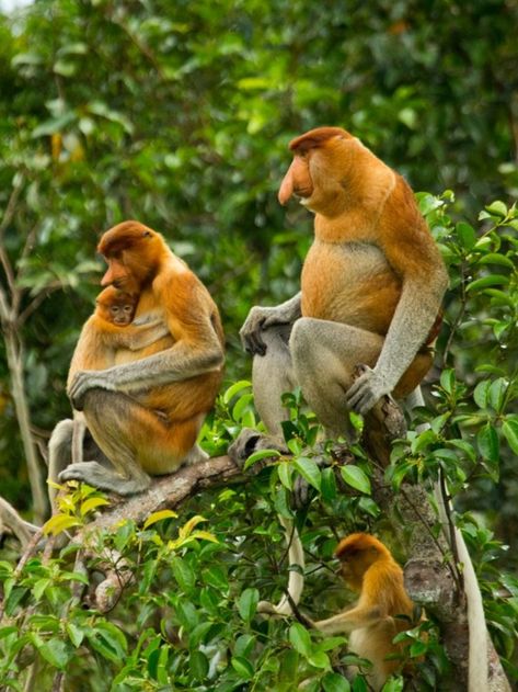 Monkey Types, Monkey Family, Proboscis Monkey, Types Of Monkeys, Echo Chamber, Habitat Destruction, Mangrove Forest, Great Ape, Monkeys Funny