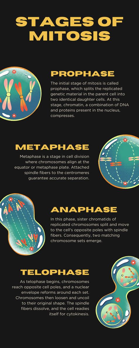 Science Infographics Biology, Biology Template, Canva Infographic, Science Infographics, Infographic Template, Profile Page, Infographic Templates, Biology, Science