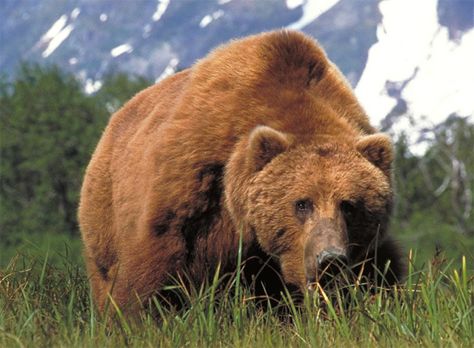 The Kodiak Bear - The Largest Bears In the USA Kodak Bear, Kodiak Bear, North American Animals, Bear Hunt, Wooly Mammoth, We Bear, Bear Pictures, Bear Art, Bear Wallpaper