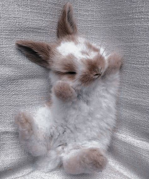 Regnul Animal, Pet Bunny Rabbits, Cute Bunny Pictures, Cute Small Animals, Cute Animals Puppies, Baby Animals Pictures, Pet Bunny, Super Cute Animals