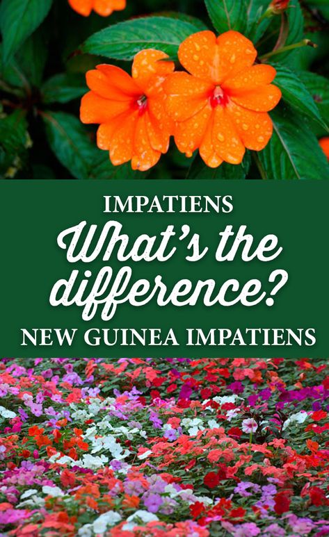 What is the difference between regular Impatiens and New Guinea Impatiens? Impatient Flowers, Thrillers Fillers Spillers, Impatiens Flowers, New Guinea Impatiens, Impatiens Plant, Garden Front Of House, Making Plant Pots, Container Gardening Flowers, Garden Containers