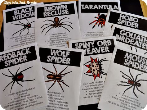 spider research Spider Science, Spider Unit Study, Spider Lessons, Spider Unit, Spider Fact, Spider Activities, Amy Lemons, Spider Theme, Holiday Lessons