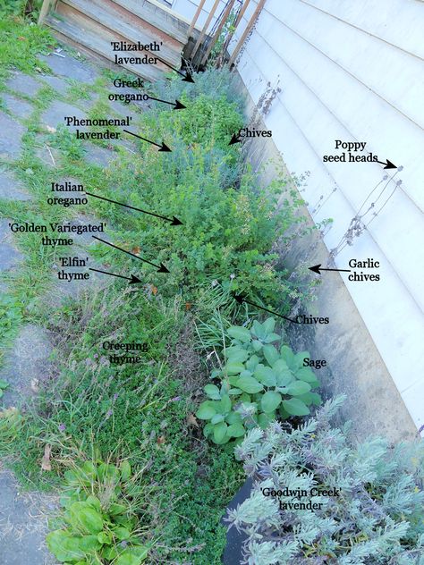 How to Grow Mediterranean Herbs in a Cold Climate Pea Gravel Garden, Mediterranean Herbs, Cold Climate Gardening, Allotment Ideas, French Garden Design, Mediterranean Gardens, Mediterranean Garden Design, Design Backyard, Landscaping Backyard