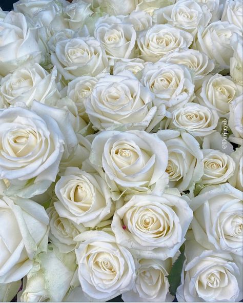 White roses, aesthetic pictures idea , minimalist art style of roses, instagram inspiration, wedding 100 Roses White, White Roses Aesthetic Vintage, White Floral Aesthetic, White Aesthetic Flowers, White Rose Aesthetic, White Roses Aesthetic, Easy Crochet Rose, Romantic Wedding Setting, Fav Flower