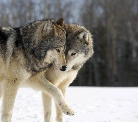 Are you a Therian? Are you spiritually connected to an animal? Take this quiz to find out. Wolf Therian, Spiritually Connected, Forest Cartoon, Background Animal, Animal Quiz, Spiritual Animal, Animal Drawings Sketches, Wolf Photos, Wolf Wallpaper