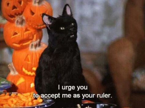 I urge you to accept me as your ruler. Salem Saberhagen, Salem Cat, Melissa Joan Hart, Nickelodeon 90s, Nickelodeon Shows, Sabrina Spellman, A Black Cat, Jrr Tolkien, Archie Comics