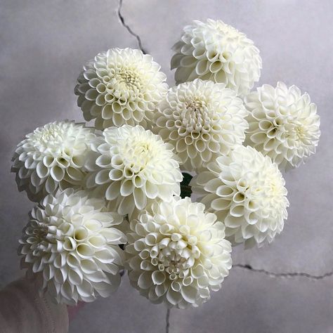 White Dahlias Bouquet, White Dahlia Bridal Bouquet, White Dahlia Bouquet, Dahlia Bridal Bouquet, White Homes, Flowers Farm, White Dahlia, Holly Wedding, Dahlia Bouquet