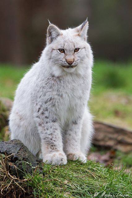 Bobcat Bob Cat, Small Wild Cats, Cat Species, Albino Animals, Rare Cats, Exotic Cats, Pretty Animals, Lynx, Animal Photo