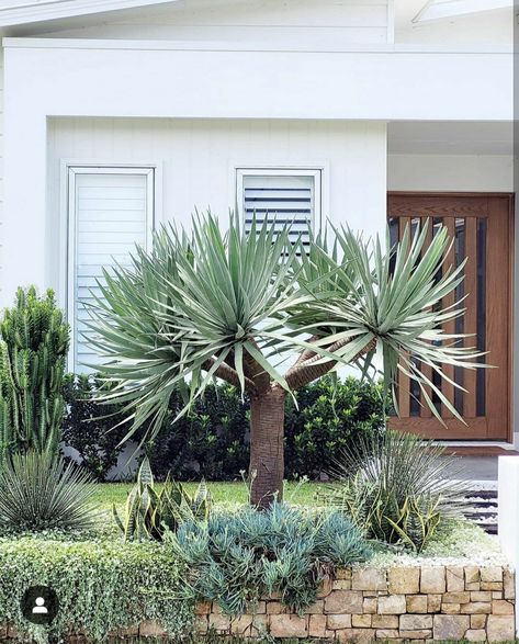 Dragon Tree Garden Design, Feature Plants Front Yards, Front Yard Feature Tree, Coastal Front Landscaping, Modern Minimalist Landscaping, Feature Trees Front Yard, Dragon Tree Landscape, Palm Tree Front Yard, Hamptons Style Garden