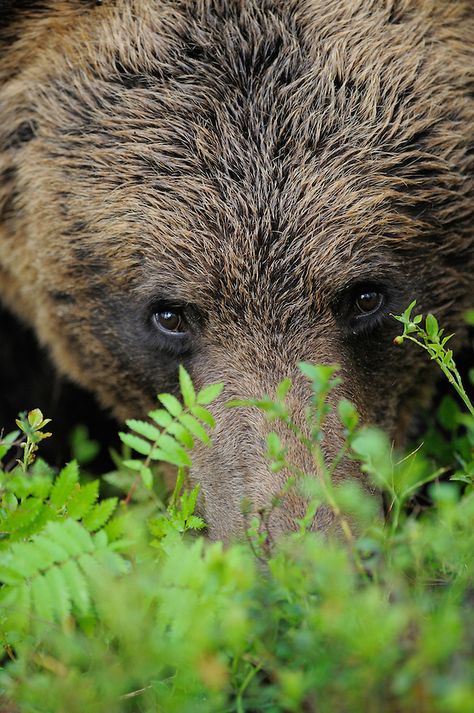 Eurasian Brown Bear by Staffan Widstrand Love Bear, Bear Art, Grizzly Bear, Animal Planet, Black Bear, Brown Bear, Panda Bear, Spirit Animal, Beautiful Creatures