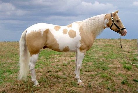 palomino paint horse Pinto Horses, Palomino Paint Horse, Cheval Pie, Ahal Teke, Gaited Horses, American Paint Horse, Pinto Horse, Palomino Horse, Paint Horse